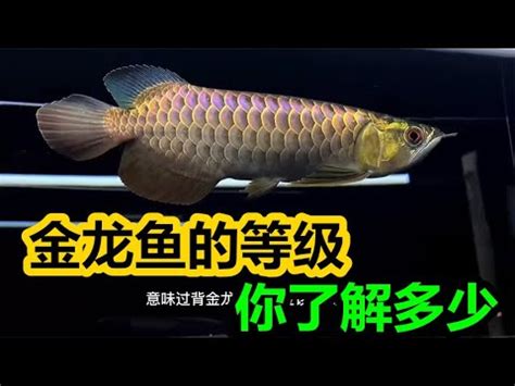 黑龍魚價格